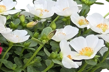 white thumb5.png